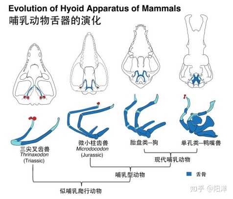 2019 年,古生物学领域报道的哪个新物种/化石最令你印象深刻?